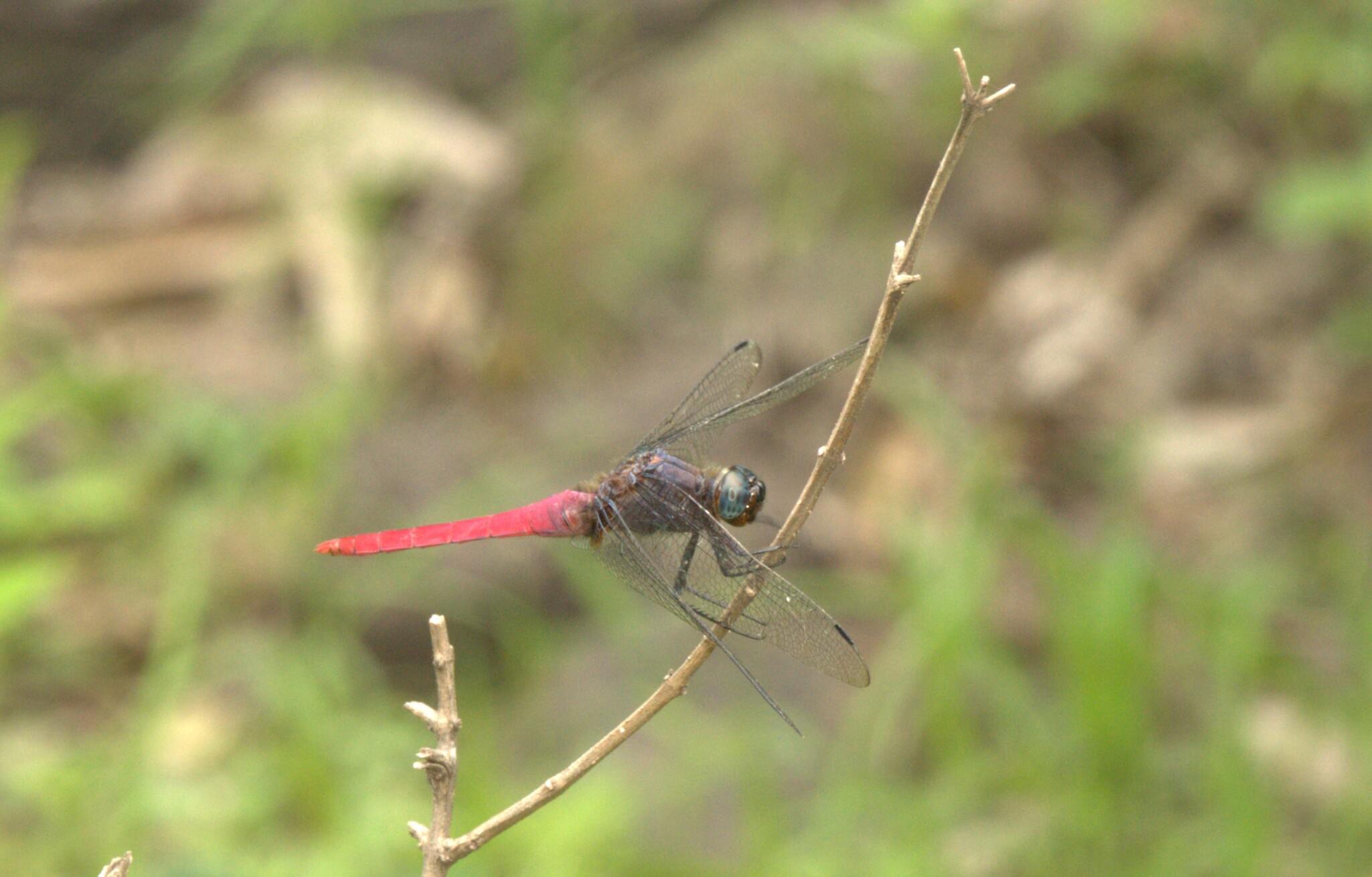 Crimson-Tailed Marsh Hawk