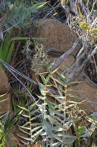 Greslania circinata observed 2025-05-28
