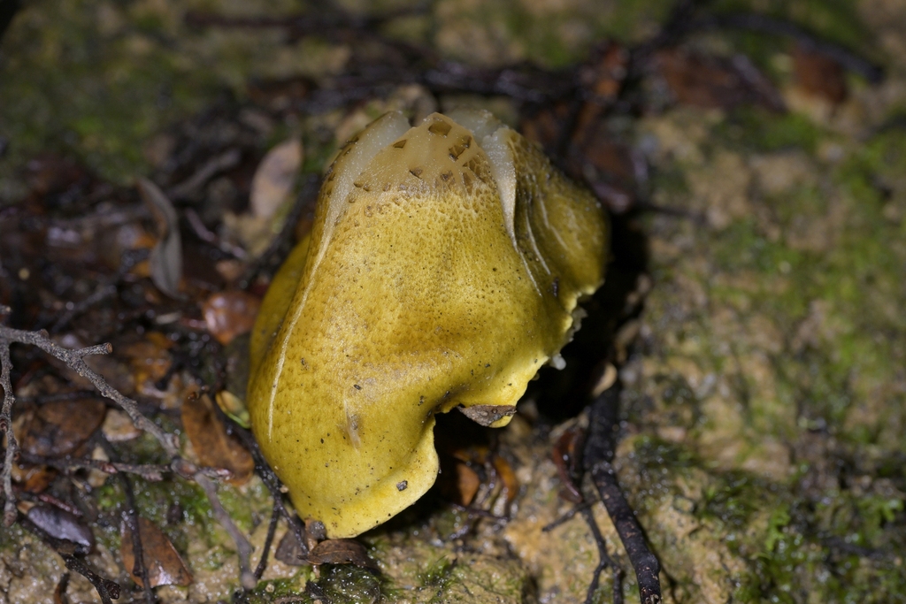 Tricholoma viridiolivaceum · July 2025 · photo: © christopherstephens (iNaturalist, cc-by)