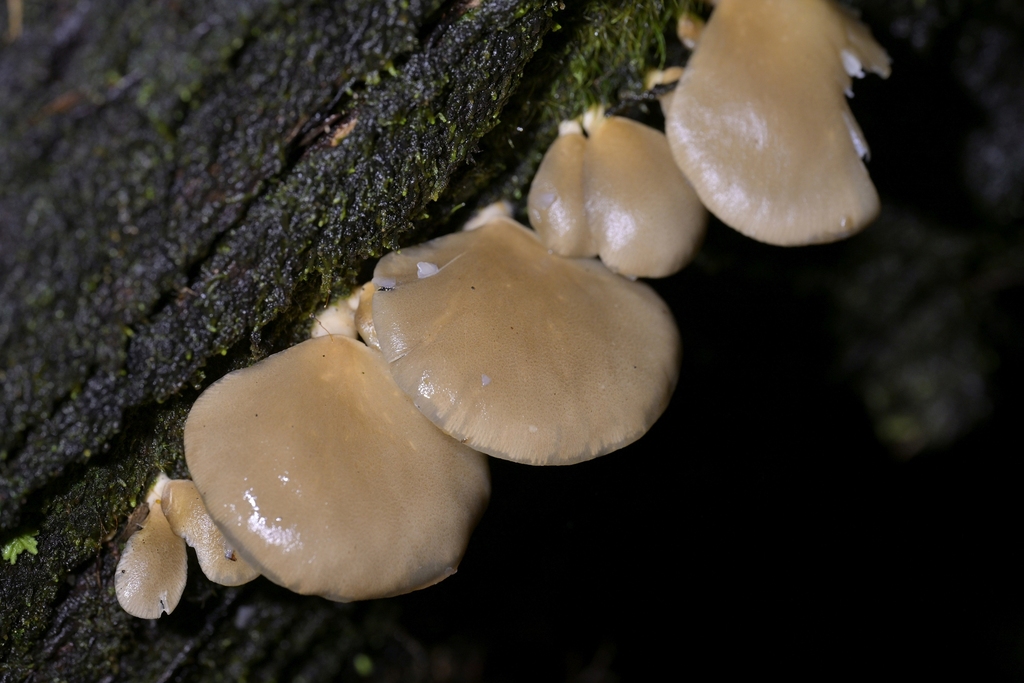 Pleurotus purpureo-olivaceus · July 2025 · photo: © christopherstephens (iNaturalist, cc-by)