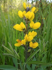 Thermopsis montana