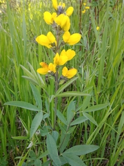 Thermopsis montana