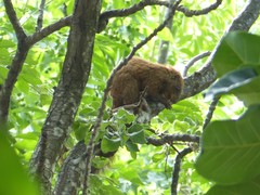 Heliosciurus mutabilis