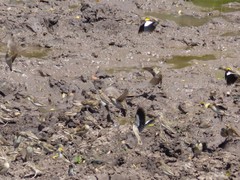 Euplectes albonotatus