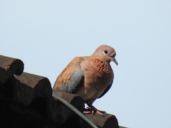 Streptopelia senegalensis