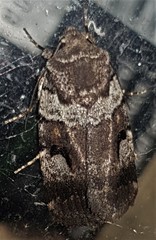 Thoracolopha flexirena