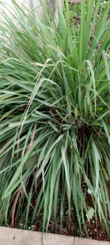 Lemon Grass