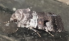 Thoracolopha flexirena