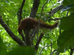 Heliosciurus mutabilis