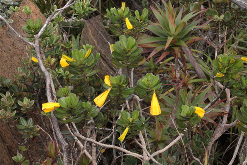 Thiollierea pachyphylla observed 2025-05-28