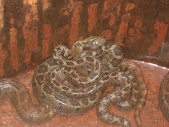 Crotalus ravus