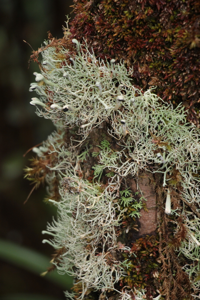 Bunodophoron flagellare