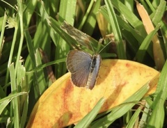 Zizeeria knysna knysna