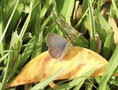Zizeeria knysna knysna