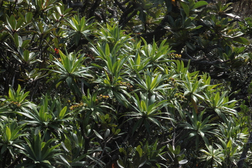 Hibbertia baudouinii observed 2025-05-29