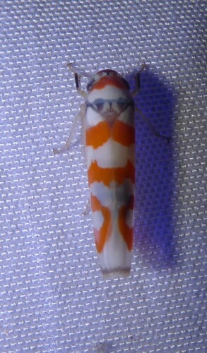 Gununga alacris observed 2025-05-18