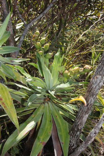 Hibbertia baudouinii observed 2025-05-29
