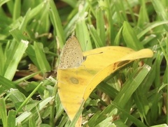 Zizeeria knysna knysna
