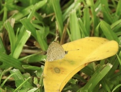 Zizeeria knysna knysna
