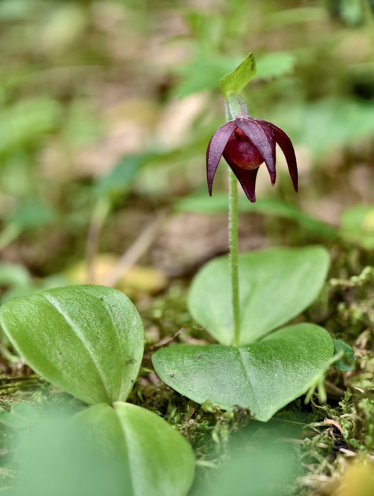 Cypripedium palangshanense Tang & F.T.Wang