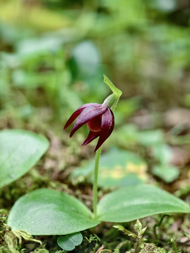 Cypripedium palangshanense Tang & F.T.Wang 3