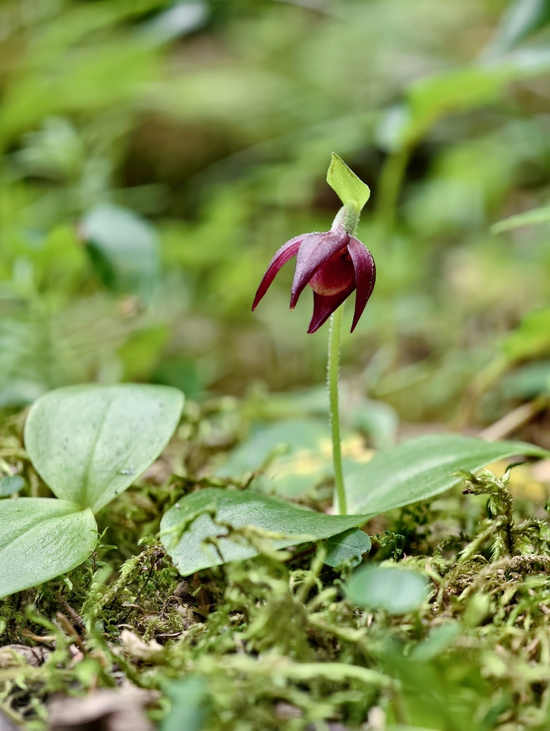 Cypripedium palangshanense Tang & F.T.Wang 2
