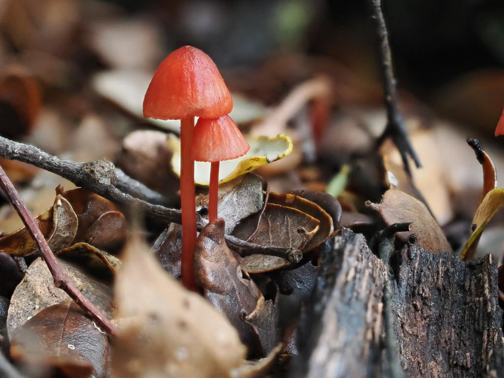 Mycena ura · July 2025 · photo: © lindammead (iNaturalist, cc-by-sa)