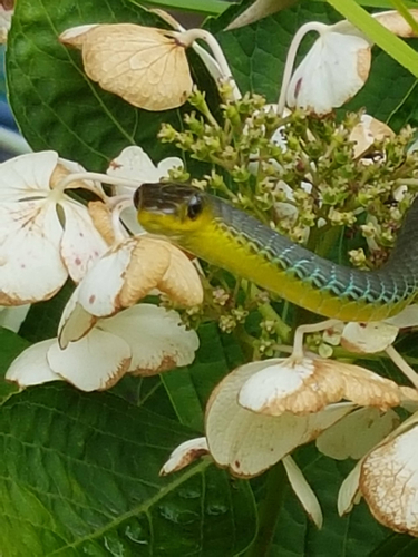 Common Tree Snake sighting