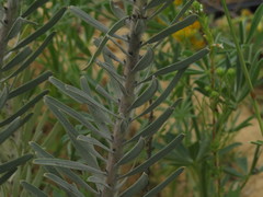Leucospermum parile