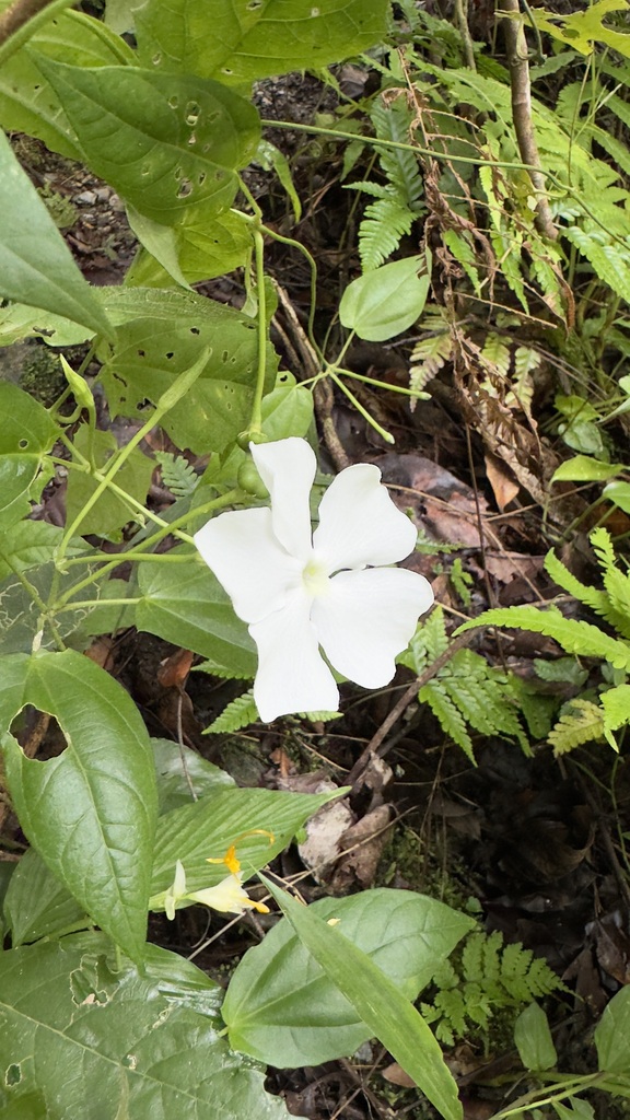 Thunbergia hastata