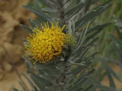 Leucospermum parile