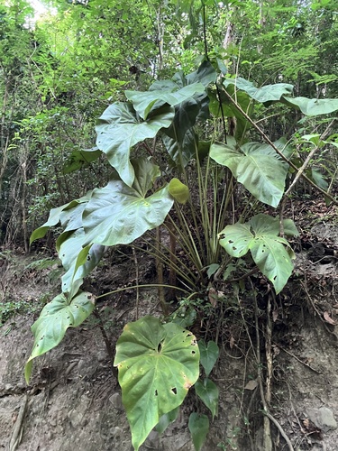 Anthurium grandifolium, photograph 5