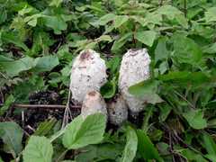 Coprinus comatus