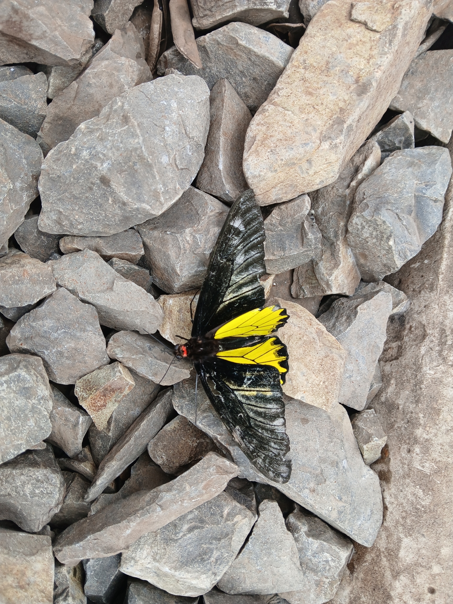 Golden Birdwing