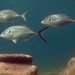 Silver Trevally - Photo (c) Richard Ling, some rights reserved (CC BY-NC-ND)
