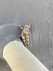 Chortophaga australior