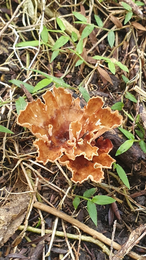 Podoscypha petalodes · July 2025 · photo: © sydney75 (iNaturalist, cc-by)