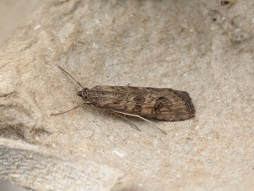 Nomophila noctuella