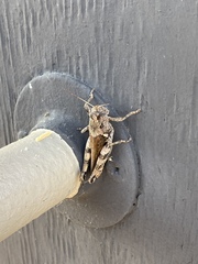 Chortophaga australior