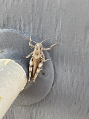 Chortophaga australior