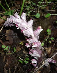 Lathraea squamaria