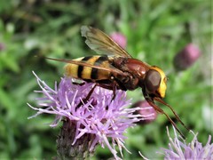 Volucella zonaria