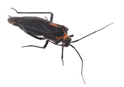 Prepops rubellicollis