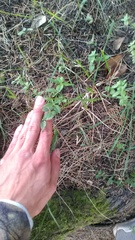 Galium valantioides