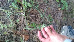 Galium valantioides