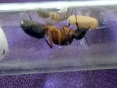 Camponotus