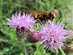 Volucella zonaria