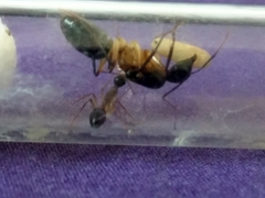 Camponotus