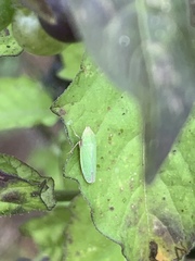 Draeculacephala minerva