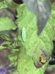 Draeculacephala minerva